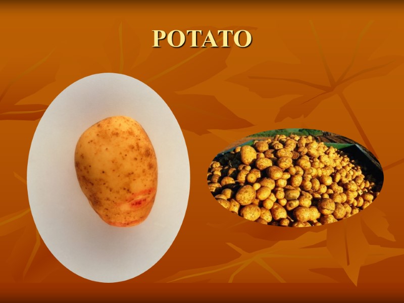 POTATO